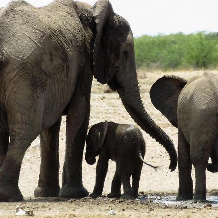 Etosha Safari Lodge, Etosha National Park, Namibia เอาท์โจ ภายนอก รูปภาพ